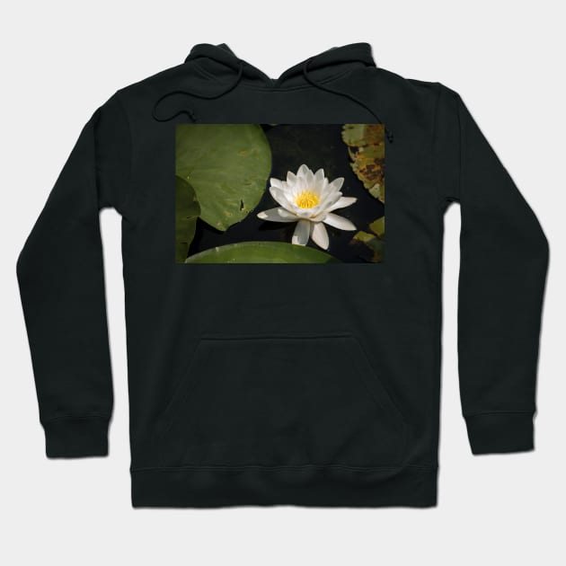 Beautiful white waterlily in the Danube Delta, Romania, on summer day Hoodie by NxtArt